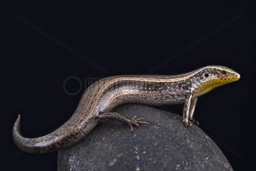 Striped Canary skink (Chalcides sexlineatus bistriatus)  Gran Canary  Canary Islands  Spain