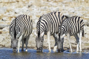 Burchell's Zebra (Equus quagga burchelli) - Drinking at a waterhole. Etosha National Park  Namibia.