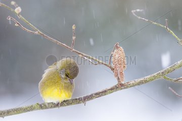 Greenfinch male on a branch of hazel under snow in winter