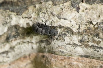 Darkling beetle (Bolitophagus reticulatus) on fungus. Vallø  Denmark in June