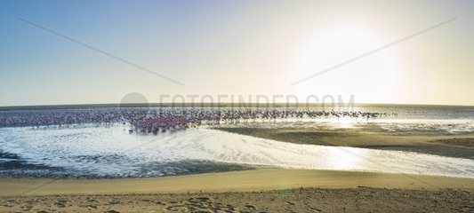 Flamingos  Salinas  Large saltwater lagoons in Walvis Bay  Namibia  Africa