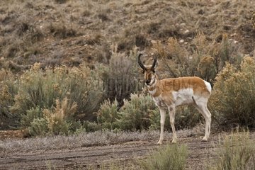 Pronghorn Antelope (Antilocapra americana). Near Panguitch  Utah  USA