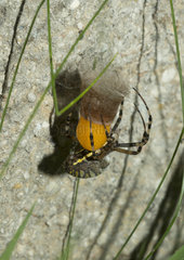 Wasp spider laying in its cocoon - France