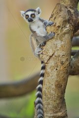 Ring-tailed lemur on a trunk  Madagascar