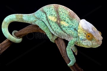 Parson's giant chameleon (Calumma parsonii)  Madagascar