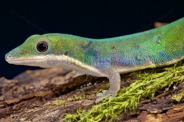 Van Heygen's daygecko (Phelsuma vanheygeni) was only discovered in 2004.  Sambirano  Madagascar