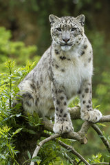 Snow leopard on a branch