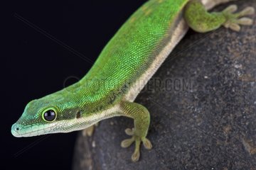 Mayotte day gecko (Phelsuma nigristriata)  Mayotte  Comoros