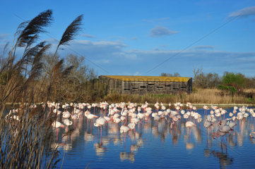 Greater Rosy Flamingos at rest in marshes - Camargue France