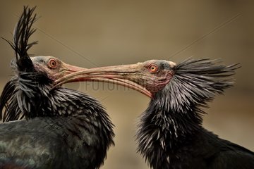 Portrait of Northern bald ibis grooming