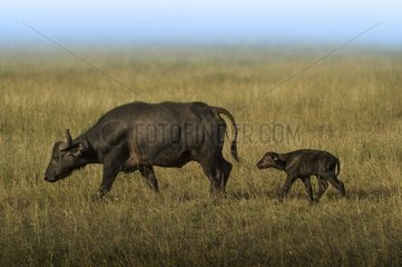 The hard life of a little buffalo - a just born buffalo is following his mother in the savannah