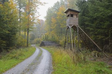 Hunting blind in beech forest  Spessart  Bavaria  Germany  Europe