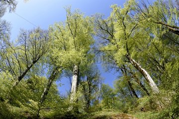 Beech forest in spring - Haute-Saône - France