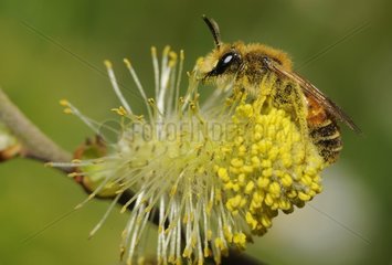 Mining Bee (Andrena variabilis) male on Willow catkin (Salix alba)  13 April 2015  Northern Vosges Regional Nature Park  France  ranked World Biosphere Reserve by UNESCO  France