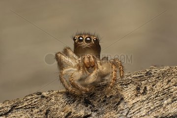 Exoskeleton or exuvium left by a small jumping spider after a molt  Australia