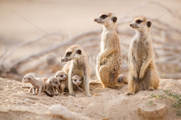 Meerkats with very young pups - Kalahari South Africa