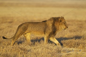 Lion (Panthera leo) - Roaming male in the early morning. Etosha National Park  Namibia.