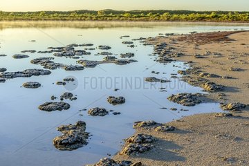 Stromatolites - Thetis Lake - Western Australia
