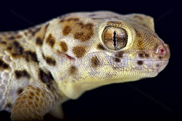 Wonder gecko (Teratoscincus scincus)  China