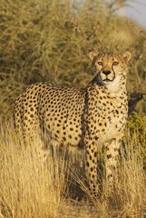 Cheetah (Acinonyx jubatus) - Male. Photographed in captivity on a farm. Namibia.