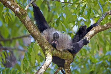 Male Lion-tailed Macaque at rest - Nilgiris Hills India