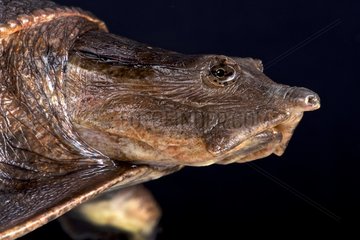 Aubry's flapshell turtle (Trionychidae)  Democratic republic of Congo