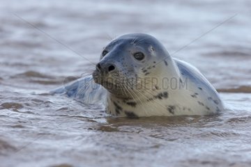 Common seal (Phoca vitulina)  Seal in the sea  England  Winter