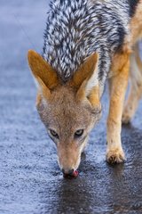 Black-backed jackal (Canis mesomelas)  Namib Naukluft National Park  Namibia  Africa