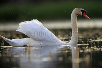 Mute Swan on water - Dombes France