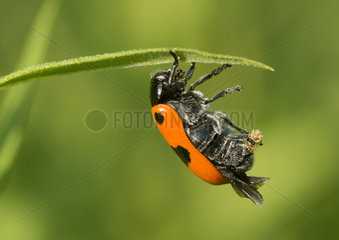 Leaf Beetle laying an egg - France