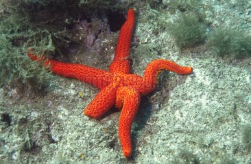 Red starfish on a sea-bed