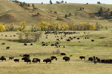 Bison Roundup Custer State Park Black Hills South Dakota USA