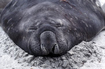 Portrait d'Eléphant de mer dormant Falklands