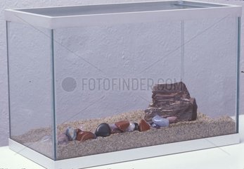 Installation von Kies und Steinen in einem Aquarium
