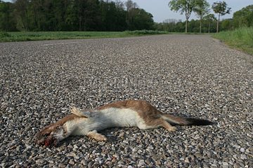 Ermine crushed on a road of alsace