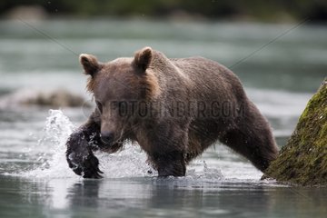 Grizzly Bear crossing the Tatshenshini River Yukon Canada