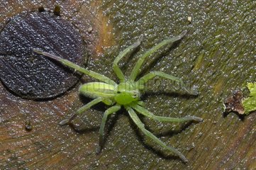 Green huntsman spider female on a wet stump France