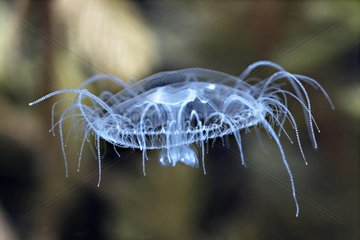 Jellyfish freshwater swimming in the bottom of a lake France