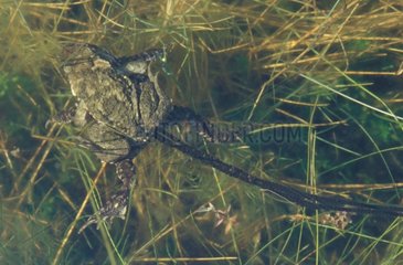 Male European Toad and female laying in water the Gironde