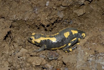Speckled Salamander in estivation in the ground