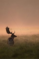Fallow deer in morning mist on meadow Denmark