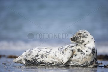 Grey seal resting the beach Helgoland Germany