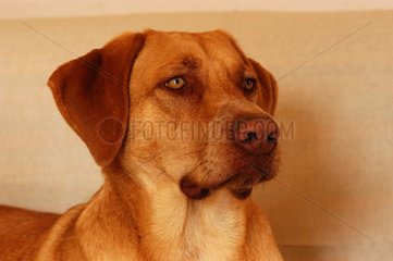Porträt eines Bastardhundes