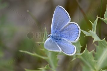 Gemeinsames Blau auf einem Blatt Elsass Frankreich