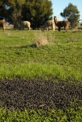 Piles of Alpaca droppings in a meadow Australia