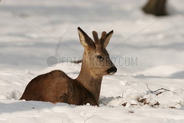 Junge männliche Rogen-Deer im Schnee liegen