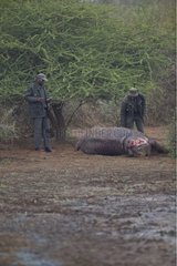 NP Kruger rangers near the body of a hippopotamus