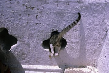 Cat going in a hole in a wall Burma