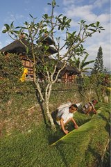 Preparation of a religious ceremony Bali Indonesia
