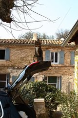 Cat sitting on the back door of a car France